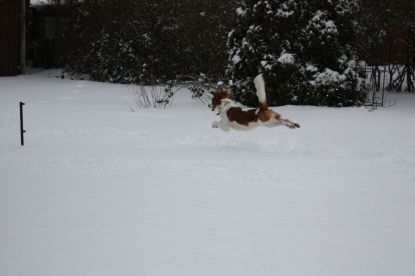                            FLYING  SNOW-DOG....